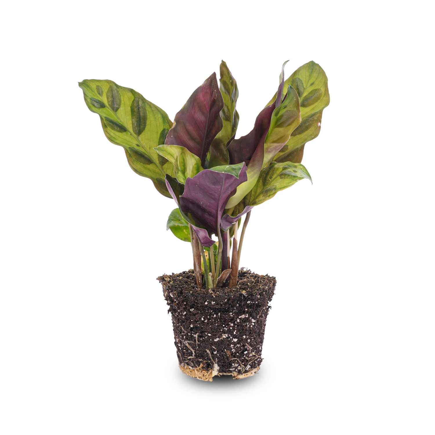 URBAN INGL Shop -URBAN INGL Shop calathea Lancifonia 1