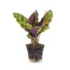Calathea Lancifolia - Peacock Plant - Terrarium Plant 2 Calathea Lancifolia - Peacock Plant - Terrarium Plant -URBAN INGL Shop calathea Lancifonia