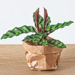 Calathea Lancifolia - Peacock Plant - Terrarium Plant -URBAN INGL Shop calathea lancifolia mini baby plant terrarium 3e07d8a8 a869 46c3 9cd0 bd72fbbe7c51
