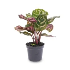Calathea Makoyana - Peacock Plant - Terrarium Plant -URBAN INGL Shop calathea makoyana pot
