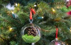 Glass Christmas Ball - Airplant And Reindeer Moss -URBAN INGL Shop christmas glass ball with plant 002