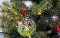 Glass Christmas Ball - Airplant And Reindeer Moss -URBAN INGL Shop christmas glass ball with plant 003