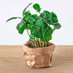 Coffea Arabica - Coffee Plant - Terrarium Plant -URBAN INGL Shop coffea arabica coffee plant terrarium baby mini plant 1e6c8bb6 b1df 4f89 917b e34f6c723ee4