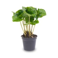 Coffea Arabica - Coffee Plant - Terrarium Plant -URBAN INGL Shop coffea arabica pot
