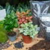 Coffea Arabica - Plant Terrarium Refill & Starter Kit - 3 Terrarium Plants - DIY -URBAN INGL Shop coffea arabica refill start kit for terrarium red white green bottle garden flaschengarten
