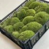 Live Cushion Moss - Full Tray Of Natural Moss - Green & Fresh
