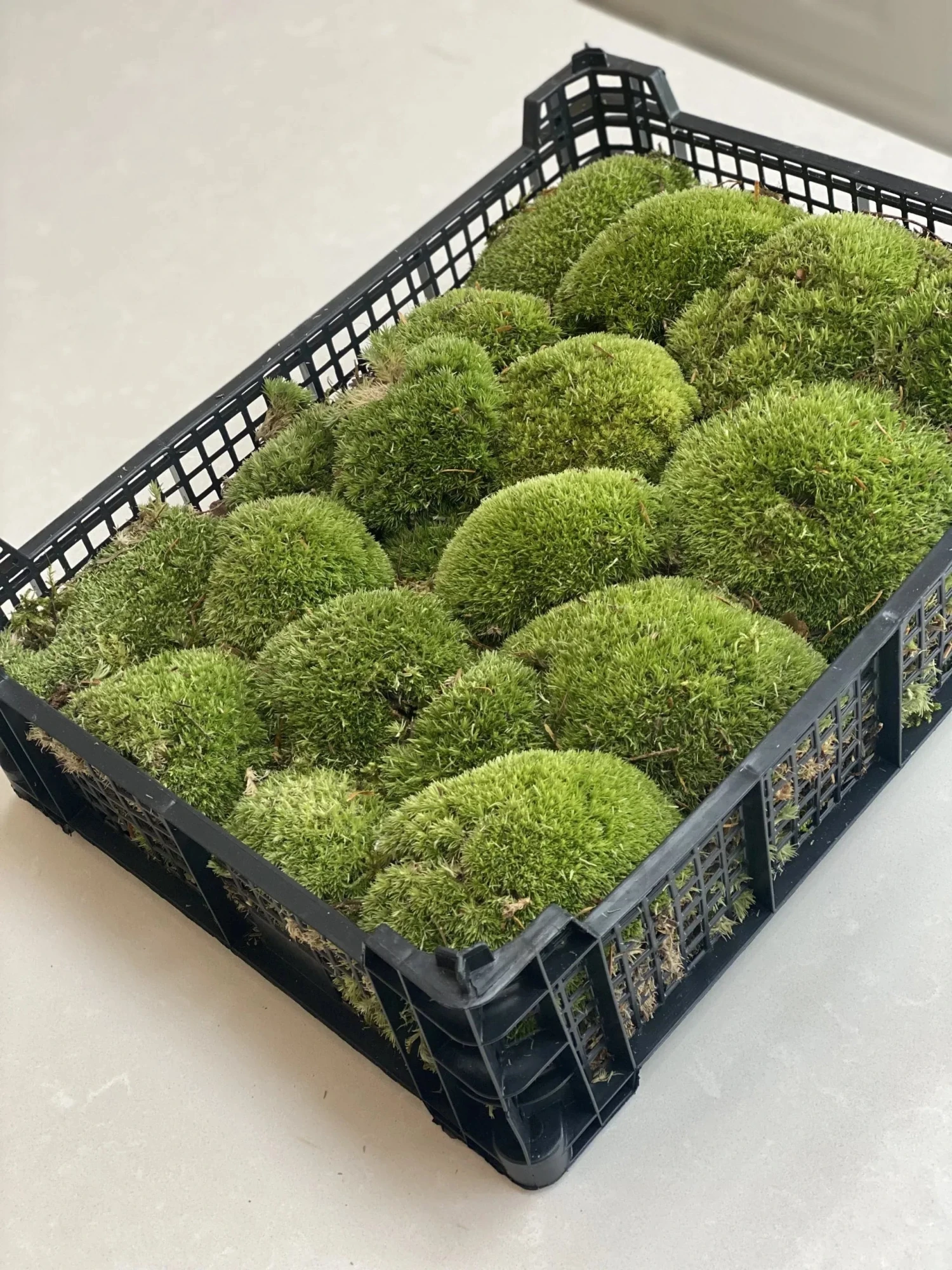 Live Cushion Moss - Full Tray Of Natural Moss - Green & Fresh 3 Live Cushion Moss - Full Tray Of Natural Moss - Green & Fresh