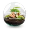 Dome Red - Two-part Round Glass Terrarium - Bottle Garden DIY Kit - Ø 20 Cm ↑ 20 Cm 1 Dome Red - Two-part Round Glass Terrarium - Bottle Garden DIY Kit - Ø 20 Cm ↑ 20 Cm -URBAN INGL Shop dome terrarium bol glas fittonia asparagus flaschengarten