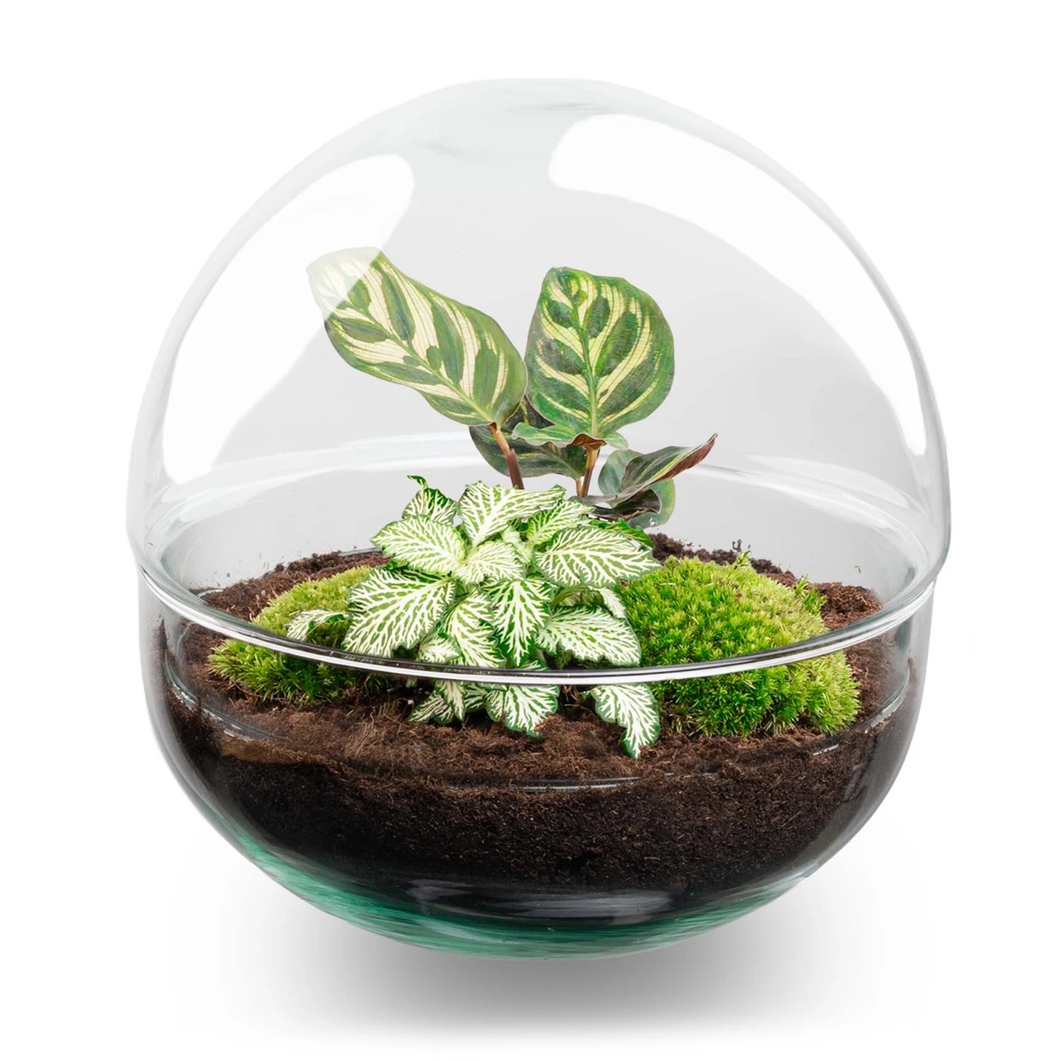 Dome - Two-part Round Glass Terrarium - Bottle Garden DIY Kit - Ø 20 Cm ↑ 20 Cm 3 Dome - Two-part Round Glass Terrarium - Bottle Garden DIY Kit - Ø 20 Cm ↑ 20 Cm