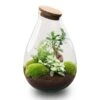 Drop XL Green - Terrarium With Cork - Bottle Garden DIY Kit – Ø 24 Cm ↑ 37 Cm -URBAN INGL Shop drop xl bonsai wit terrarium flaschengarten