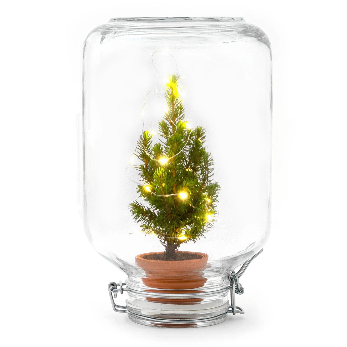 Easyplant - Mini Christmas Tree - DIY Terrarium Kit - ↑ 28 Cm 4 Easyplant - Mini Christmas Tree - DIY Terrarium Kit - ↑ 28 Cm - Image 2