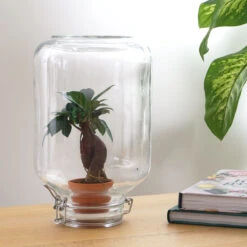 Easyplant - Fido Terrarium Jar - Bottle Garden DIY Kit - Ø 18 Cm ↑ 28 Cm 19 Easyplant - Fido Terrarium Jar - Bottle Garden DIY Kit - Ø 18 Cm ↑ 28 Cm -URBAN INGL Shop easyplant pikaplant bonsai 56549d05 e85a 40c0 8ee9 255c329ed8a2