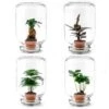 Easyplant - Fido Terrarium Jar - Bottle Garden DIY Kit - Ø 18 Cm ↑ 28 Cm -URBAN INGL Shop easyplant terrarium plant a756ea7f 4b2e 4d86 8df5 6ab7f5090740