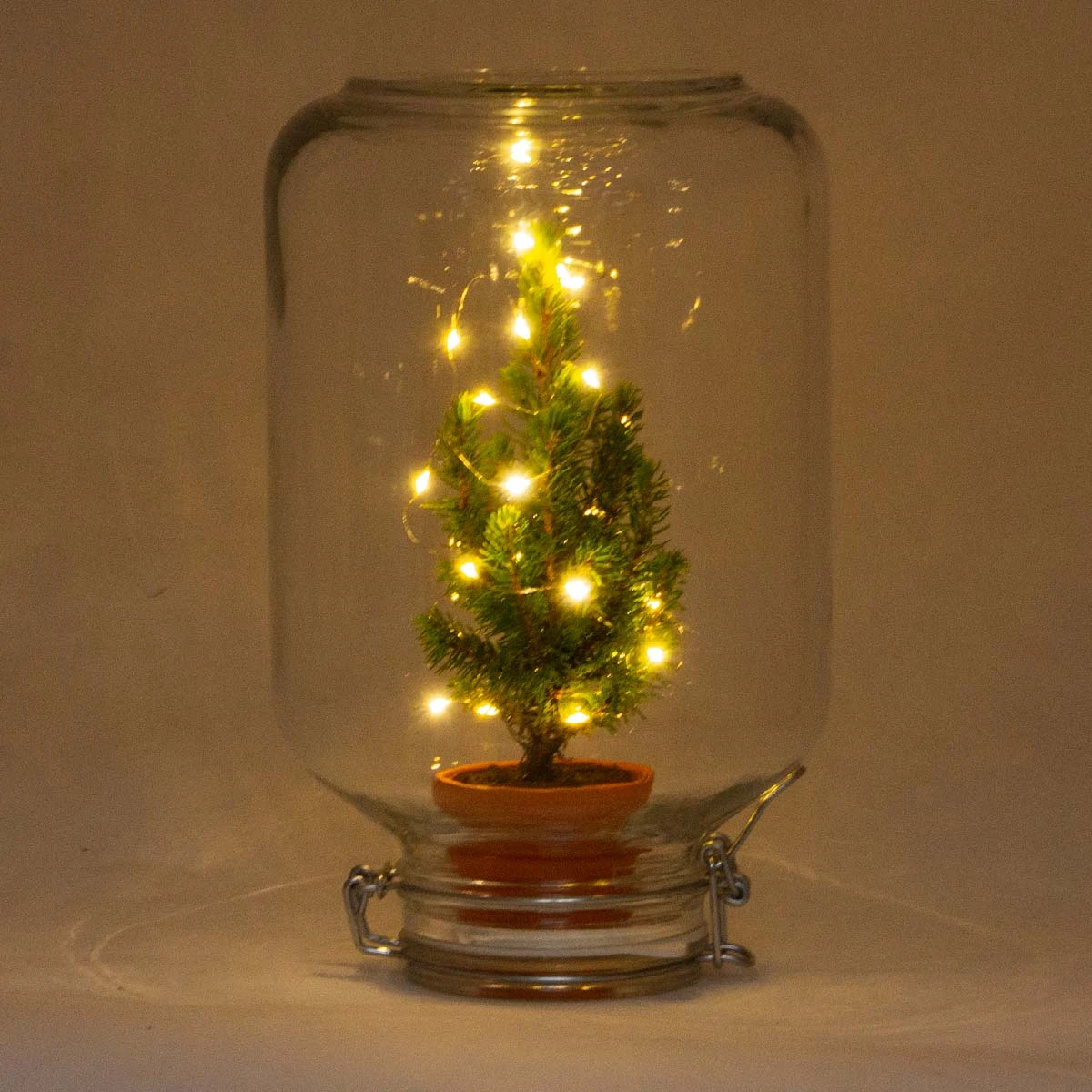 Easyplant - Mini Christmas Tree - DIY Terrarium Kit - ↑ 28 Cm 3 Easyplant - Mini Christmas Tree - DIY Terrarium Kit - ↑ 28 Cm