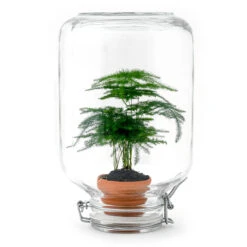 Easyplant - Fido Terrarium Jar - Bottle Garden DIY Kit - Ø 18 Cm ↑ 28 Cm 17 Easyplant - Fido Terrarium Jar - Bottle Garden DIY Kit - Ø 18 Cm ↑ 28 Cm -URBAN INGL Shop easyplant en asparagus terrarium kit houseplant 517dfa53 0520 423f a090 6aea98677e6f