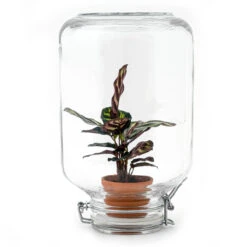 Easyplant - Fido Terrarium Jar - Bottle Garden DIY Kit - Ø 18 Cm ↑ 28 Cm 16 Easyplant - Fido Terrarium Jar - Bottle Garden DIY Kit - Ø 18 Cm ↑ 28 Cm -URBAN INGL Shop easyplant en calathea diy terrarium bottle garden 541481b0 1d9f 4a10 89ed daebc1756fff