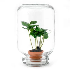 Easyplant - Fido Terrarium Jar - Bottle Garden DIY Kit - Ø 18 Cm ↑ 28 Cm 18 Easyplant - Fido Terrarium Jar - Bottle Garden DIY Kit - Ø 18 Cm ↑ 28 Cm -URBAN INGL Shop easyplant nl coffea terrarium koffieplant arabica 8d98681c 02df 4e5c 864e 7508762ff9c3