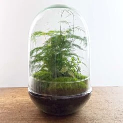 Egg XL - Terrarium - Two-part Glass Dome - Bottle Garden DIY Kit - Ø 17.5 Cm ↑ 30 Cm -URBAN INGL Shop egg terrarium fittonia asparagus diy 577298b7 c9cf 4463 a1b9 2c2bd7d14f30