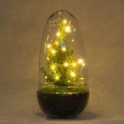 Egg Christmas - Plant Terrarium With Christmas Tree And Lighting - ↑ 25 Cm -URBAN INGL Shop egg terrarium kerstboom verlichting