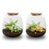 Emma Mini - Terrarium With Cork - Bottle Garden DIY Kit - Ø 19 Cm ↑ 20 Cm 1 Emma Mini - Terrarium With Cork - Bottle Garden DIY Kit - Ø 19 Cm ↑ 20 Cm -URBAN INGL Shop emma mini both plant terrarium trendhero