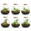 Emma - Terrarium With Light - Bottle Garden DIY Kit - Ø 23 Cm ↑ 25 Cm