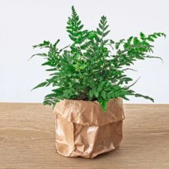 Fern - Athyrium Spicatum - Terrarium Plant -URBAN INGL Shop fern Athyrium spicatum plant