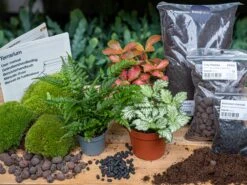 Fern - Plant Terrarium Refill & Starter Kit - 3 Terrarium Plants - DIY -URBAN INGL Shop fern refill kit terrarium kaufen 3 pflanzen
