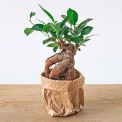 Ficus Microcarpa Ginseng Bonsai - ↑20 Cm 8 Ficus Microcarpa Ginseng Bonsai - ↑20 Cm -URBAN INGL Shop ficus bonsai ginseng microcarpa plant 7326cbd1 f82f 4408 a147 4209a2824a42