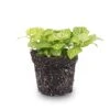 Fittonia Joly Lemon - White And Green (Fluor) - Mosaic Plant - Terrarium Plant -URBAN INGL Shop fittonia joly lemon