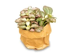 Fittonia Pink Tiger - Pink, White And Green - Mosaic Plant -URBAN INGL Shop fittonia pink tiger pm8 shadow