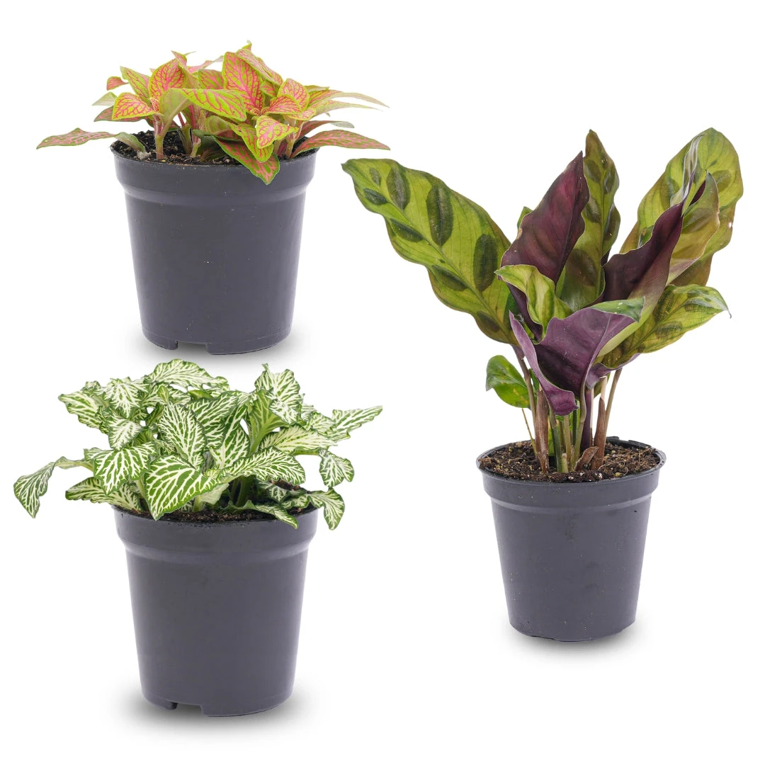 Plant Terrarium Set - Lancifolia - 3 Plants - Calathea Lancifolia - Red & White Fittonia 3 Plant Terrarium Set - Lancifolia - 3 Plants - Calathea Lancifolia - Red & White Fittonia