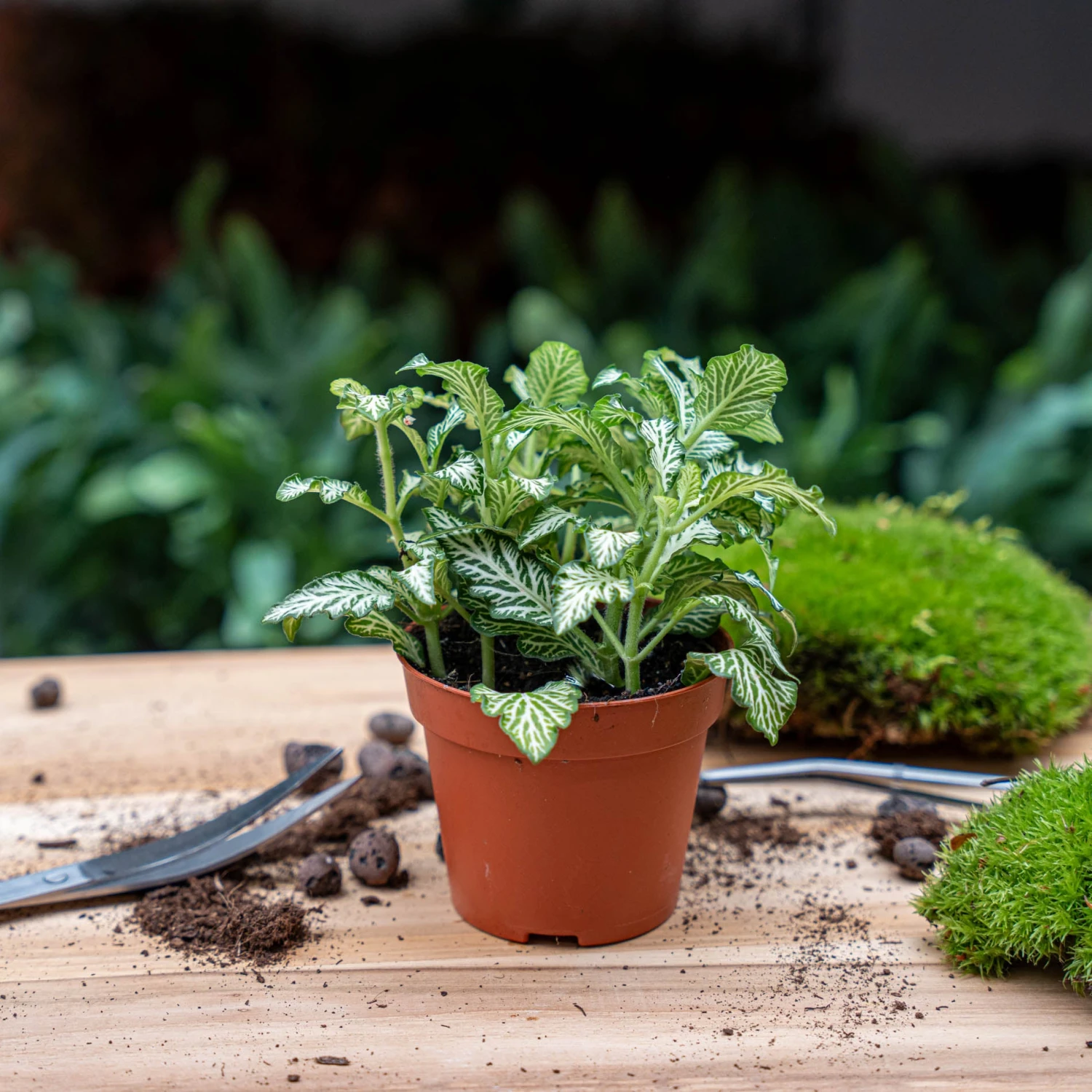 Plant Terrarium Set - Lancifolia - 3 Plants - Calathea Lancifolia - Red & White Fittonia 4 Plant Terrarium Set - Lancifolia - 3 Plants - Calathea Lancifolia - Red & White Fittonia - Image 2