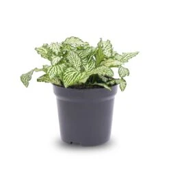 Fittonia White -White Tiger - Mosaic Plant 8 Fittonia White -White Tiger - Mosaic Plant -URBAN INGL Shop fittonia white tiger pot