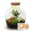 Fat Joe Red - Terrarium With Light - Bottle Garden DIY Kit - Ø 29 Cm ↑ 30 Cm -URBAN INGL Shop flaschengarten fat joe lampe licht terrarium