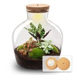 Fat Joe Red - Terrarium With Light - Bottle Garden DIY Kit - Ø 29 Cm ↑ 30 Cm