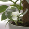 Plant Waterer Bulb - ↑ 20 Cm