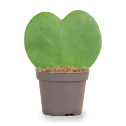 Hoya Kerrii - Heartplant - ↑ 10 Cm - ⌀ 6 Cm -URBAN INGL Shop hartjesplant cc9099d3 925d 41ae 9e46 c199154c8efa