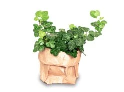 Hedera Helix - Ø 6 Cm - Houseplant & Terrarium Plant -URBAN INGL Shop hedera helix 7