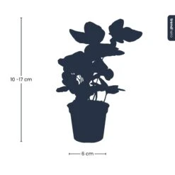 Hedera Helix - Ø 6 Cm - Houseplant & Terrarium Plant -URBAN INGL Shop hedera helix kaufen online