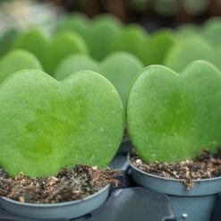 Hoya Kerrii - Heartplant - ↑ 10 Cm - ⌀ 6 Cm -URBAN INGL Shop hoya kerrii plant