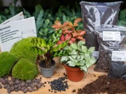 Calathea Lancifolia - Plant Terrarium Refill & Starter Kit - 3 Terrarium Plants - DIY 8 Calathea Lancifolia - Plant Terrarium Refill & Starter Kit - 3 Terrarium Plants - DIY -URBAN INGL Shop lancifolia 3 plants terrarium kit diy