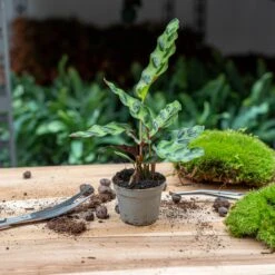 Plant Terrarium Set - Lancifolia - 3 Plants - Calathea Lancifolia - Red & White Fittonia 9 Plant Terrarium Set - Lancifolia - 3 Plants - Calathea Lancifolia - Red & White Fittonia -URBAN INGL Shop lancifolia calathea babyplant pm6 trendhero a4b6f9b5 875c 4162 a58f f678a8e187ab