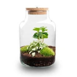 Little Milky - Terrarium With Light - Bottle Garden DIY Kit - Ø 17 Cm ↑ 25 Cm -URBAN INGL Shop little milky terrarium flaschengarten coffea fittonia