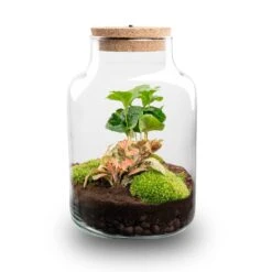 Little Milky - Terrarium With Light - Bottle Garden DIY Kit - Ø 17 Cm ↑ 25 Cm -URBAN INGL Shop little millky terrarium flaschengarten coffea fittonia ruby lime led