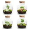 Little Joe - Terrarium With Light - Bottle Garden DIY Kit - Ø 20 Cm ↑ 22 Cm