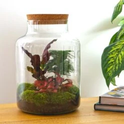 Milky - Terrarium - Bottle Garden DIY Kit - Ø 21 Cm ↑ 30 Cm -URBAN INGL Shop milky terrarium mini ecosysteem