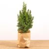 Mini Christmas Tree - Picea Glauca Perfecta - 25-30 Cm 2 Mini Christmas Tree - Picea Glauca Perfecta - 25-30 Cm -URBAN INGL Shop mini kerstboom 25 cm hoog
