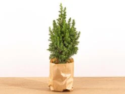 Mini Christmas Tree - Picea Glauca Perfecta - 25-30 Cm
