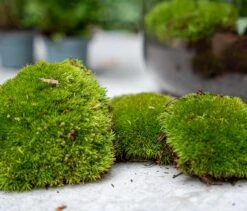 5 Terrarium Plants - Plant Terrarium Refill & Starter Kit - 5 Terrarium Plants - DIY -URBAN INGL Shop moss refill kits