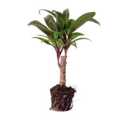 Mini-palm - Cordyline Fruticosa 'Purple Compacta' - Terrarium Plant -URBAN INGL Shop palm mini terrarium plant